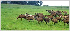 Chèvres d'Ardéche en pâturage